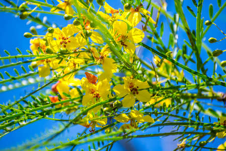 A yellow blooming Retama flowers in Santa Ana NWR, Texasの写真素材