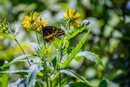 An Orange Checkered Skipper in Aransas NWR, Texasの写真素材