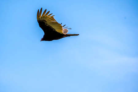 A Zone Tail Hawk in Aransas NWR, Texas