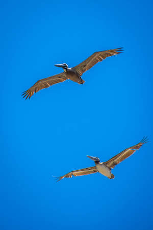 Brown Pelicans flying along the coastline of Padre Island NS, Texasの写真素材