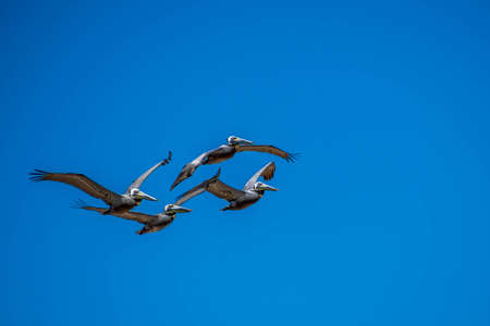 Brown Pelicans flying along the coastline of Padre Island NS, Texasの写真素材