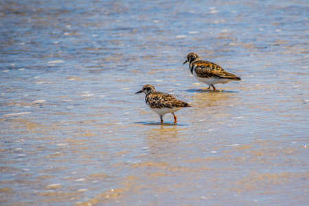 A Rudy Turnstone Bird in Padre Island NS, Texas