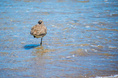 A Willet Bird in Padre Island NS, Texas