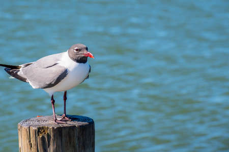 A Laughing Gull in Padre Island NS, Texas