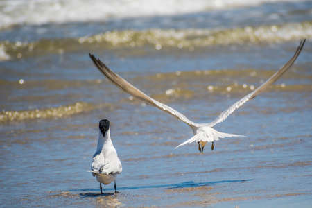 Group of Royal Tern Birds in Padre Island NS, Texas