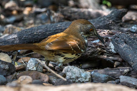 A Brown Thrasher in Laguna Atascosa NWR, Texasの写真素材