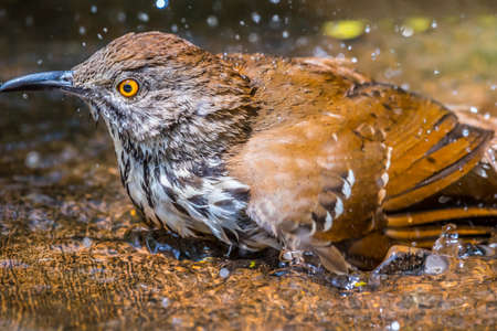 A Brown Thrasher in Laguna Atascosa NWR, Texas
