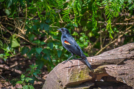 A Red Winged Blackbird in Laguna Atascosa NWR, Texas