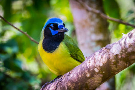A Green Jay in Laguna Atascosa NWR, Texasの写真素材