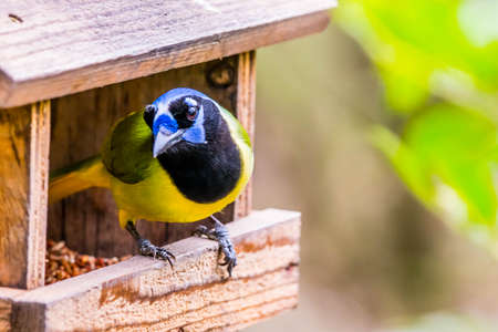 A Green Jay in Laguna Atascosa NWR, Texasの写真素材