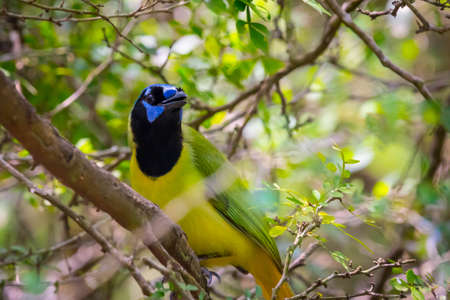 A Green Jay in Laguna Atascosa NWR, Texasの写真素材