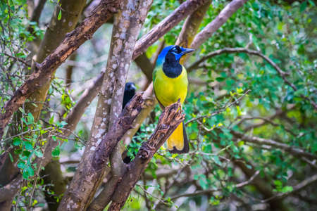 A Green Jay in Laguna Atascosa NWR, Texasの写真素材