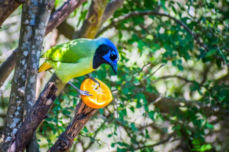 A Green Jay in Laguna Atascosa NWR, Texasの写真素材