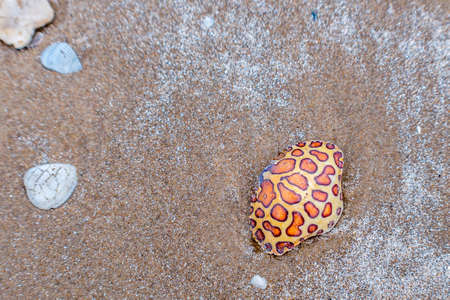 A Calico Box Crab in South Padre Island, Texas