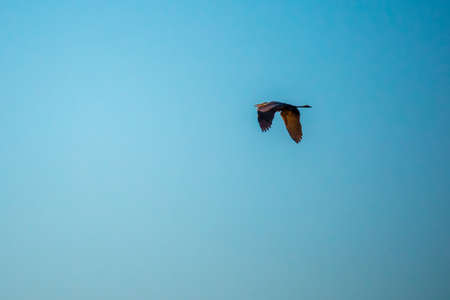 Large water birds gliding through the sky and enjoying the breeze of it