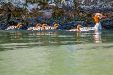A family of large ducks swimming across the Holter Lake of Gates of the Mountain