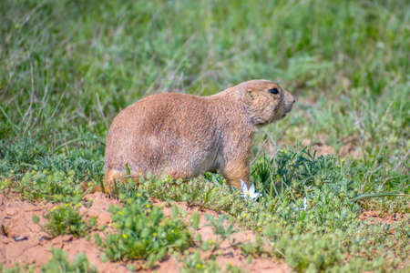 Prairie Dogs in Devils Tower National Monument, Wyomingの写真素材