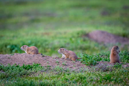 Prairie Dogs in Devils Tower National Monument, Wyomingの写真素材