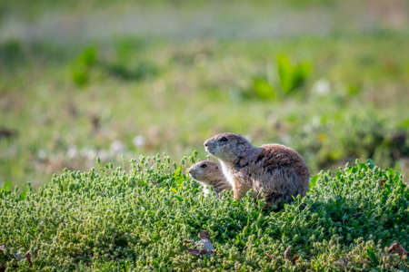 Prairie Dogs in Devils Tower National Monument, Wyomingの写真素材