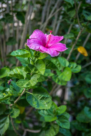 A pink Hawaiian Hibiscus in Maui, Hawaiiの写真素材