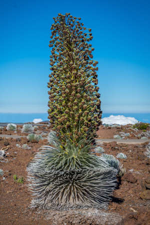 The widely known Ahinahina flower in Maui, Hawaiiの写真素材