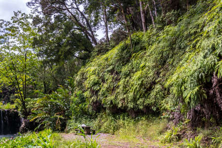 A gorgeous view of the forest in the preserve Makena State Park