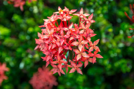 A blooming flowering flower highlights the view of nature at the islandの写真素材