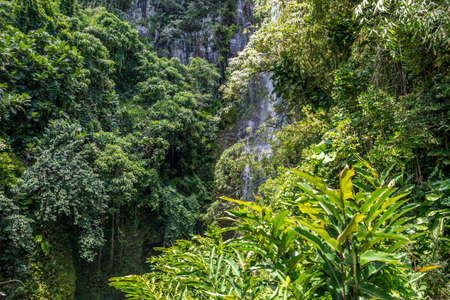 Epic forest landscape scenery from the walking trail of Haleakala National Park