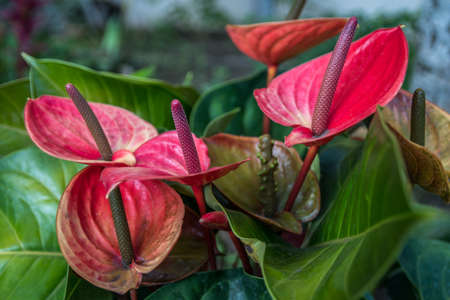 A red Anthurium plant in Maui, Hawaiiの写真素材