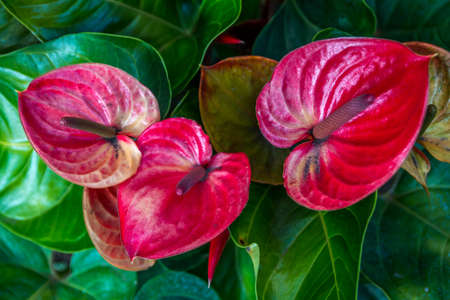 A red Anthurium plant in Maui, Hawaiiの写真素材