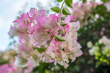 A blooming thorny ornamental plant highlights the view of nature at the island