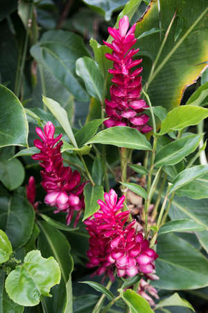 A blooming ostrich plume highlights the view of nature at the islandの写真素材