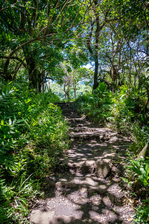Scenic landscape composed of tall bamboo trees in the trail of Haleakala National Parkの写真素材