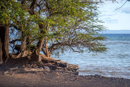 A gorgeous view of the natural landscape in Maui, Hawaii