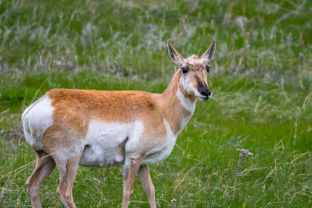 Artiodactyl mammal chilling in green pasture of the preserve parkの写真素材