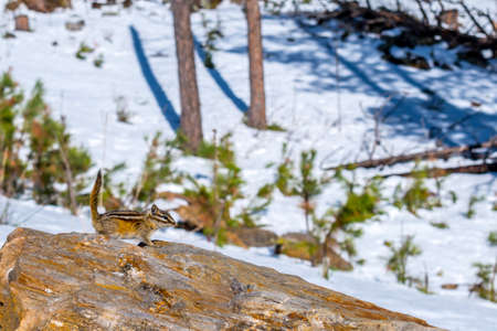 A cute little chipmunk on top of a piece of log of the preserve parkの写真素材