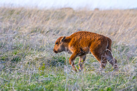 Baby Bison roaming around in the greenery pasture of the preserve park