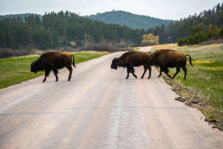 Buffaloes roaming around in the greenery pasture of the preserve parkの写真素材