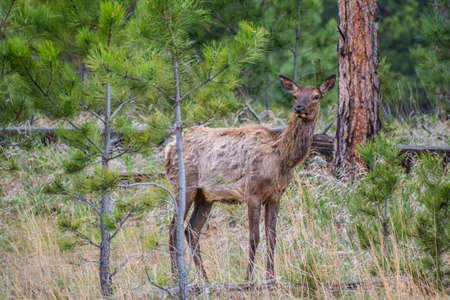 A Virginia Deer roaming around the white forest of the preserve parkの写真素材