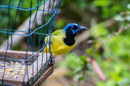 A blue green small bird enjoying the view of nature in Weslacoの写真素材