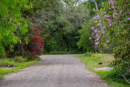 A gorgeous view of the forest in Welasco while taking its trail