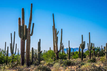 An arborescent cactus species in the desert of Apache Trail