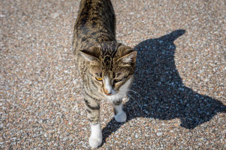 A cute little feline roaming around the town during early morningの写真素材