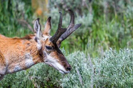 Artiodactyl roaming around in the greenery pasture of the preserve parkの写真素材