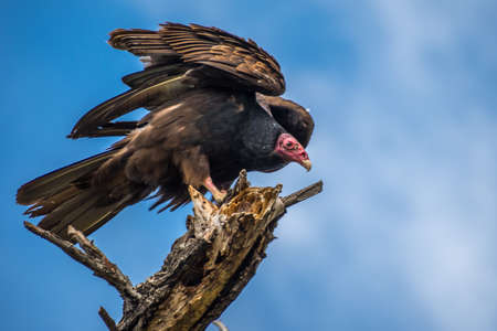 A large Turkey Vulture in Lake Elsinore, California