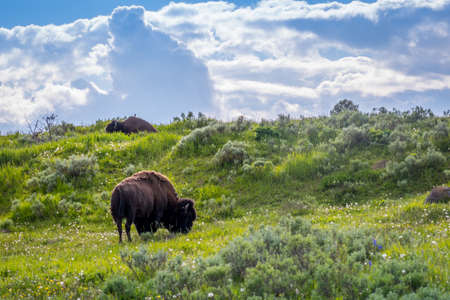 American Bison in the field of Yellowstone National Park, Wyomingの写真素材