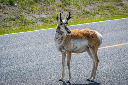 Pronghorn in the field of Yellowstone National Park, Wyomingの写真素材