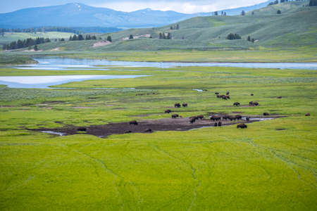 American Bison in the field of Yellowstone National Park, Wyomingの写真素材