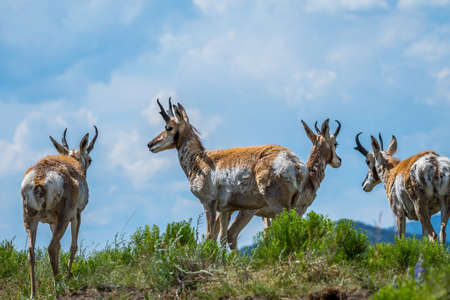 Pronghorn in the field of Yellowstone National Park, Wyoming