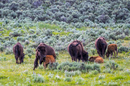 American Bison in the field of Yellowstone National Park, Wyomingの写真素材